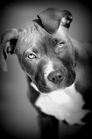 Black And White Pitbull Dog Pin On Pit Bull Black And White Photography