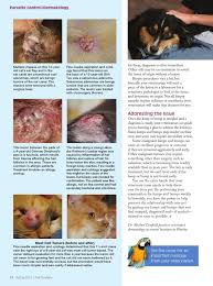 A benign tumor of the oil gland (sebaceous) cells of the skin. The Pet Quarterly Spring 2013 By Vetboost Issuu