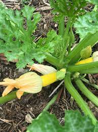 Remember, a plant's sole purpose is to produce seeds. My Zucchinis Aren T Growing And Rotting At The Ends Love Of Dirt
