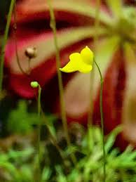 Image result for Utricularia subulata