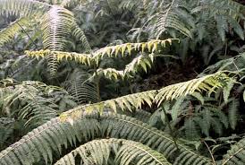 Image result for Gleicheniaceae