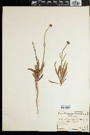 Image result for Manulea conferta