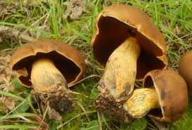 Image result for Boletus projectelloides
