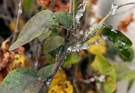 Image result for Teramnus micans