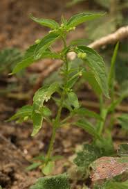 Image result for Micrococca