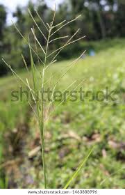 Image result for Lipocarpha chinensis