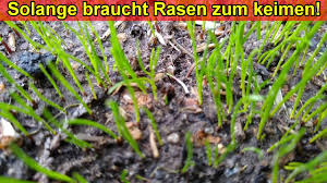 Grundsätzlich kann zwischen teuren produkten und sehr günstigen samen unterschieden werden. Wann Keimt Rasen Wie Lange Braucht Rasen Nach Der Aussaat Zum Keimen Rasensamen Keimdauer Youtube