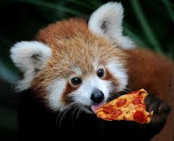 Tumblr Mk4mgowgp91rcxvfjo1 1280 Jpg 800 649 Red Panda Red Panda Baby Cute Animals