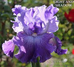 Iris Light And Shadow Stout Gardens At Dancingtree Tb Iris Flowers Iris Garden Flower Garden Plans