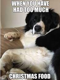 14 Funny Border Collie Memes That Will Make Your Day Petpress Funny Dog Memes Doggie Memes Border Collie Humor