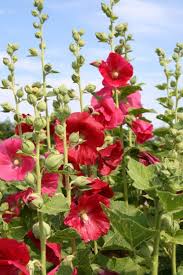 Alcea Rosea Mars Magic Pflanzen Gartenstauden Stockrosen