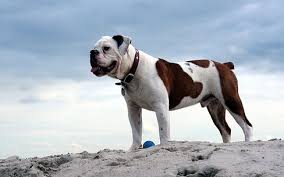 American bulldogs are a breed of working dog. Victorian Bulldog Ultimate Dog Breed Guide