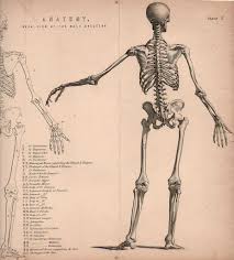 Watch as aaron explores and breaks down his approach and process to drawing the human figure. Figure Drawing How To Draw A Skeleton Figure Drawing Drawings Human Anatomy Drawing
