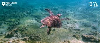 Mayotte n'a pas de drapeau spécifique officiel, sinon le drapeau français. Snorkeling At Plage Gouela Mayotte Island