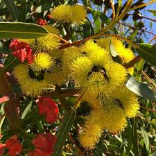 Maybe you would like to learn more about one of these? Pin Auf Australia