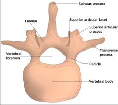 Image result for Lumbar vertebrae