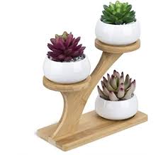Generic cactus plant, gymnocalycium baldianum live cactus plant, flowering cactus plant with a free plastic pot. Pin On House Plants Decor