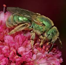 Native oregon flowers for bees. Designing A Pollinator Habitat Four Things To Consider Storey Publishing