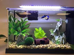 Betta tank ideas betta fish are wonderful, with their brilliant colours and glorious fins. Crazy Betta Lady Album On Imgur