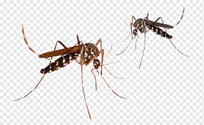 Here you can explore hq malaria mosquito transparent illustrations, icons and clipart with filter polish your personal project or design with these malaria mosquito transparent png images, make it. Marsh Mosquitoes Malaria Mosquito Control Mosquito Borne Disease Gnat Animals Ant Disease Png Pngwing