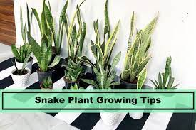 Apr 06, 2021 · snake plant growing actually, not very fast. Snake Plant Sansevieria Care Guide For 2021 Plants Spark Joy