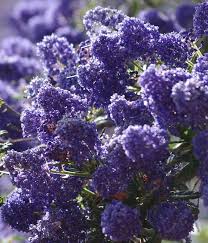 Pink flowers purple flowers blue flowers yellow flowers white flowers orange flowers red flowers bulbs roses. California Lilac Ceanothus