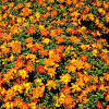 Bidens er nært beslektet med den amerikanske slekten coreopsis , og slekten er noen ganger vanskelig å skille fra hverandre; Https Encrypted Tbn0 Gstatic Com Images Q Tbn And9gcqpqmj1drr7sc30f7dwrdpgblzed52h 6bfhywejjgi2xdwzmqg Usqp Cau