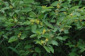 Image result for Grewia flavescens