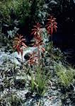 Image result for Aloe wildii