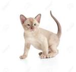 Burmese Cat Breed Profile | Petfinder