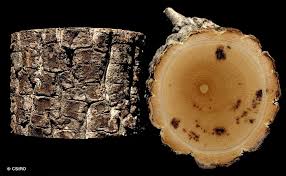 Image result for Opilia amentacea