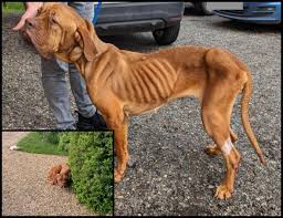 RSPCA Appeal ‼️ | Boxted, Colchester, Essex: "painfully ...