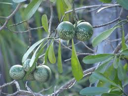 Image result for Voacanga thouarsii