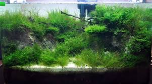 Wabi Kusa Paludarium Aquascaping Terrarium Aquarium Setup Timeline Akvaryum