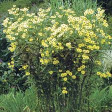 Information insulin japaneese japanese japenese lizzie loving magnolia magnolias maintenance mangosteen mexican miltonia miltonias mimicry miniature minimal orchid orchids ornamental pacific pennsylvania perennial perennials petunia phalaenopsis philippines pictures plant planting plants. The Best Plants For Sunny Borders Finegardening