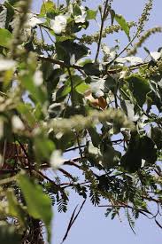 Image result for Croton macrostachyus