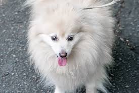 10 Fun Facts About Pomeranians Did you scroll all this way to get facts about pomeranian dog? 10 fun facts about pomeranians