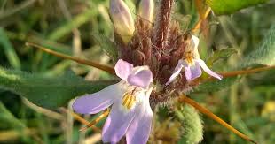 Image result for Hygrophila schulli