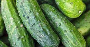 Each serving provides 519 kcal, 32.5 protein, 62g carbohydrates (of which 6.5g sugars), 14g fat (of which 7.5g saturates), 7g fibre and 1.7g 400ml tin reduced fat coconut milk. What Is The Glycemic Index Of Cucumber Beat Diabetes