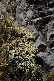 Image result for Helichrysum lastii