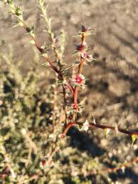 Image result for Salsola kali