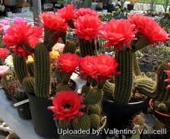 Image result for Commicarpus grandiflorus