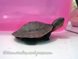 Albino pink belly sidenecks are one of the most beautiful albino turtles produced in captivity! Herptile Spotlight 6 Pink Belly Short Side Neck Turtle Underneath The Shell