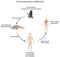 Sars can also be spread indirectly via surfaces that have been touched by someone who is infected with the virus. Figure Transmission Cycle Of Sars Cov 2 Contributed By Rohan Bir Singh Md Made With Biorender Com Statpearls Ncbi Bookshelf
