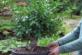 Image result for Ficus barteri
