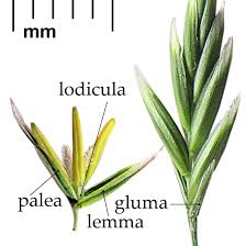 Image result for Poaceae