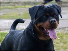 Image result for Rotala gossweileri