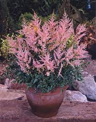 Astilbe Simplicifolia Hennie Graafland False Spirea From Van Bloem Gardens Astilbe Plants Spirea