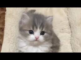 Kucing adalah binatang yang menggemaskan. Halaman Download Kumpulan Video Kucing Terlucu Terimut 1 Youtube