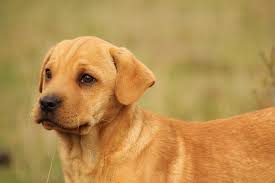 At six weeks old your puppy will need very frequent meals. What To Feed A Puppy At 8 Weeks Canna Pet